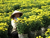 Flower exports in Lam Dong increase